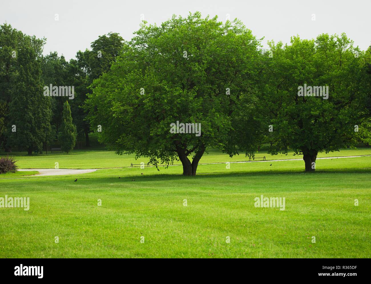trees on an empty green lawn at the city park Stock Photo - Alamy