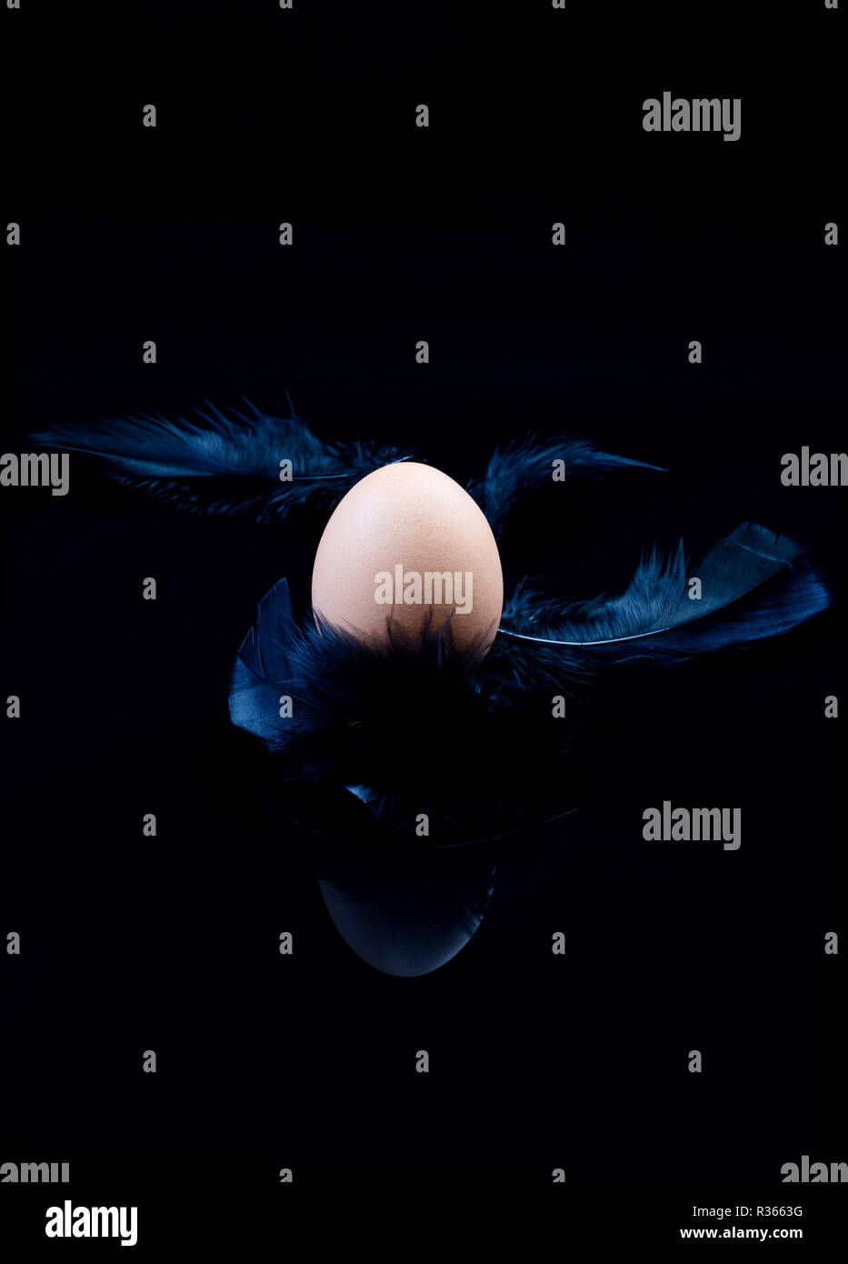 Egg and feathers on a black background Stock Photo - Alamy