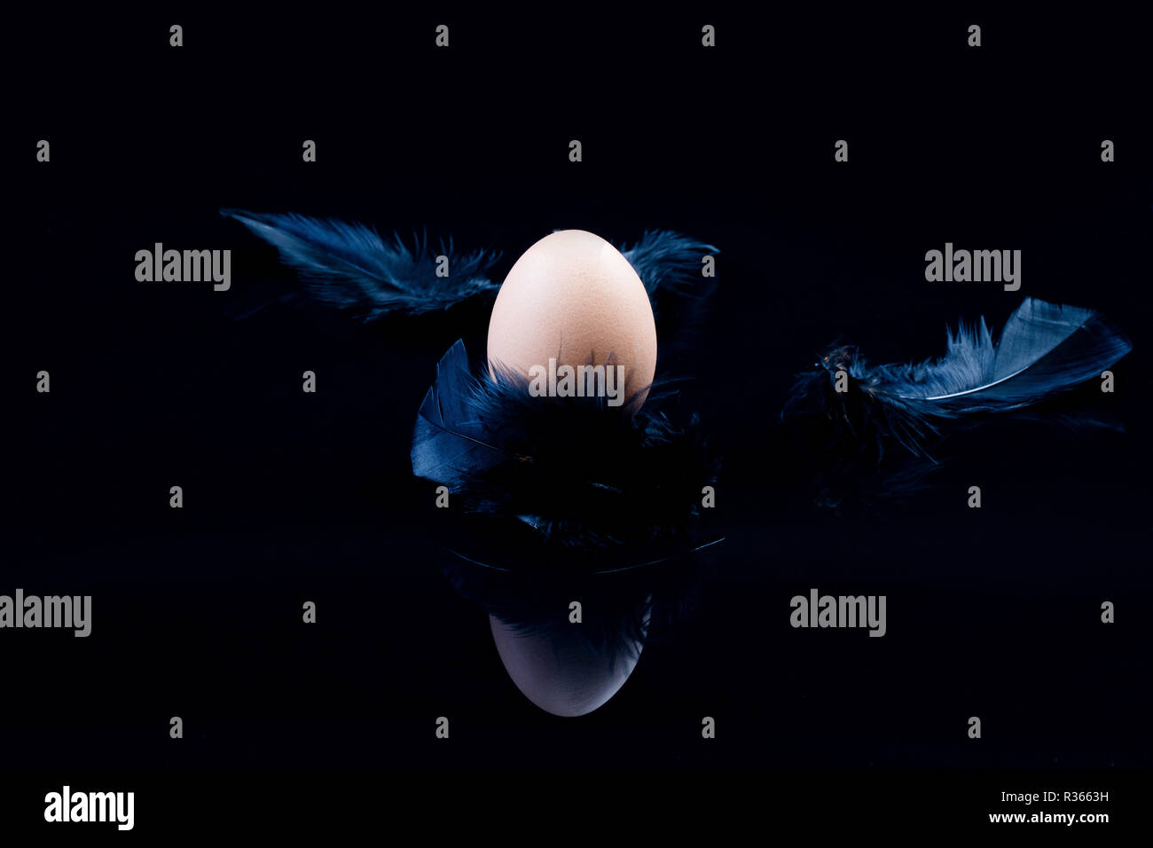 Egg and feathers on a black background Stock Photo - Alamy