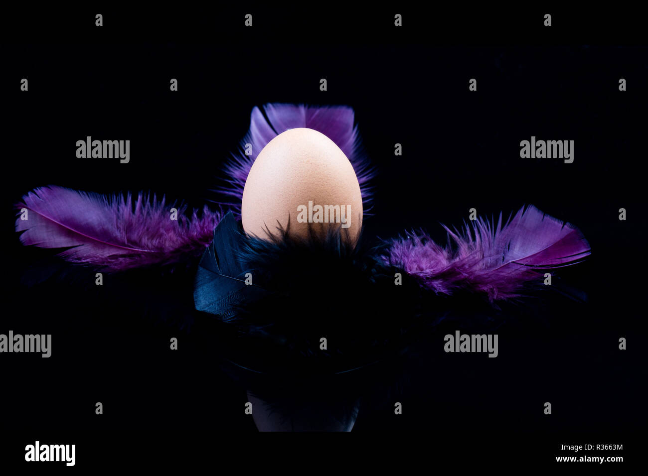 Egg and feathers on a black background Stock Photo - Alamy