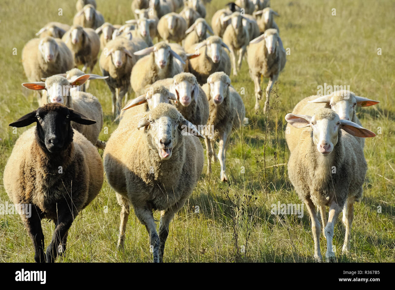Sheep herd run hi-res stock photography and images - Alamy