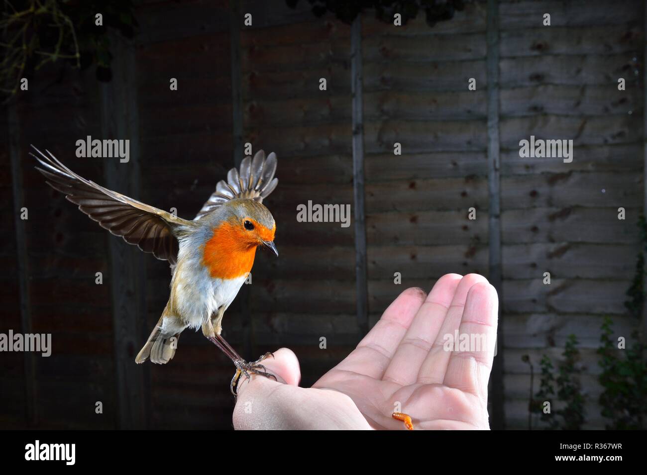 Robin hand feeding, landing on hand Stock Photo