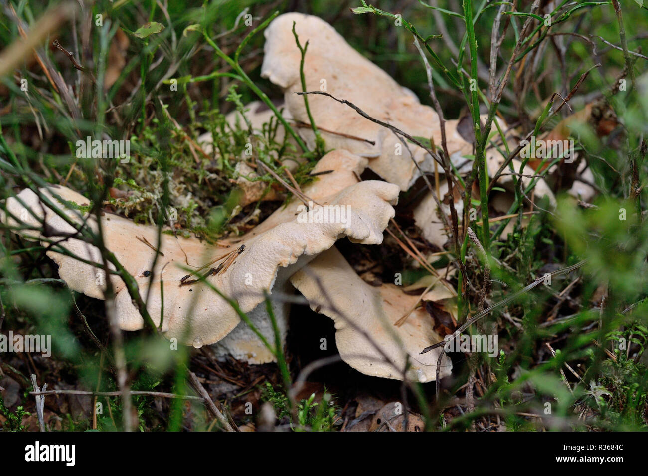 albatrellus confluens in forest Stock Photo