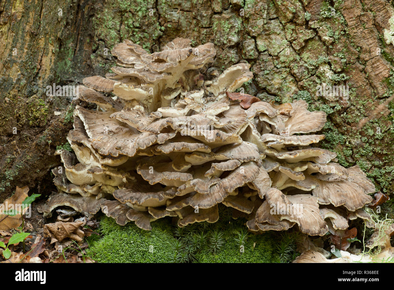 Hen of the Woods fungi, Grifola frondosa, growing at the base of a tree