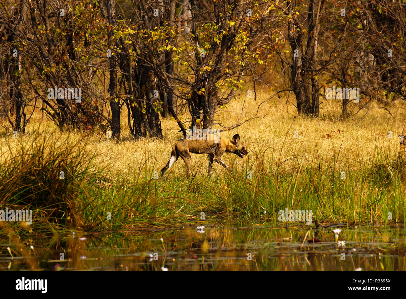 African Wild dogs hunting Stock Photo Alamy
