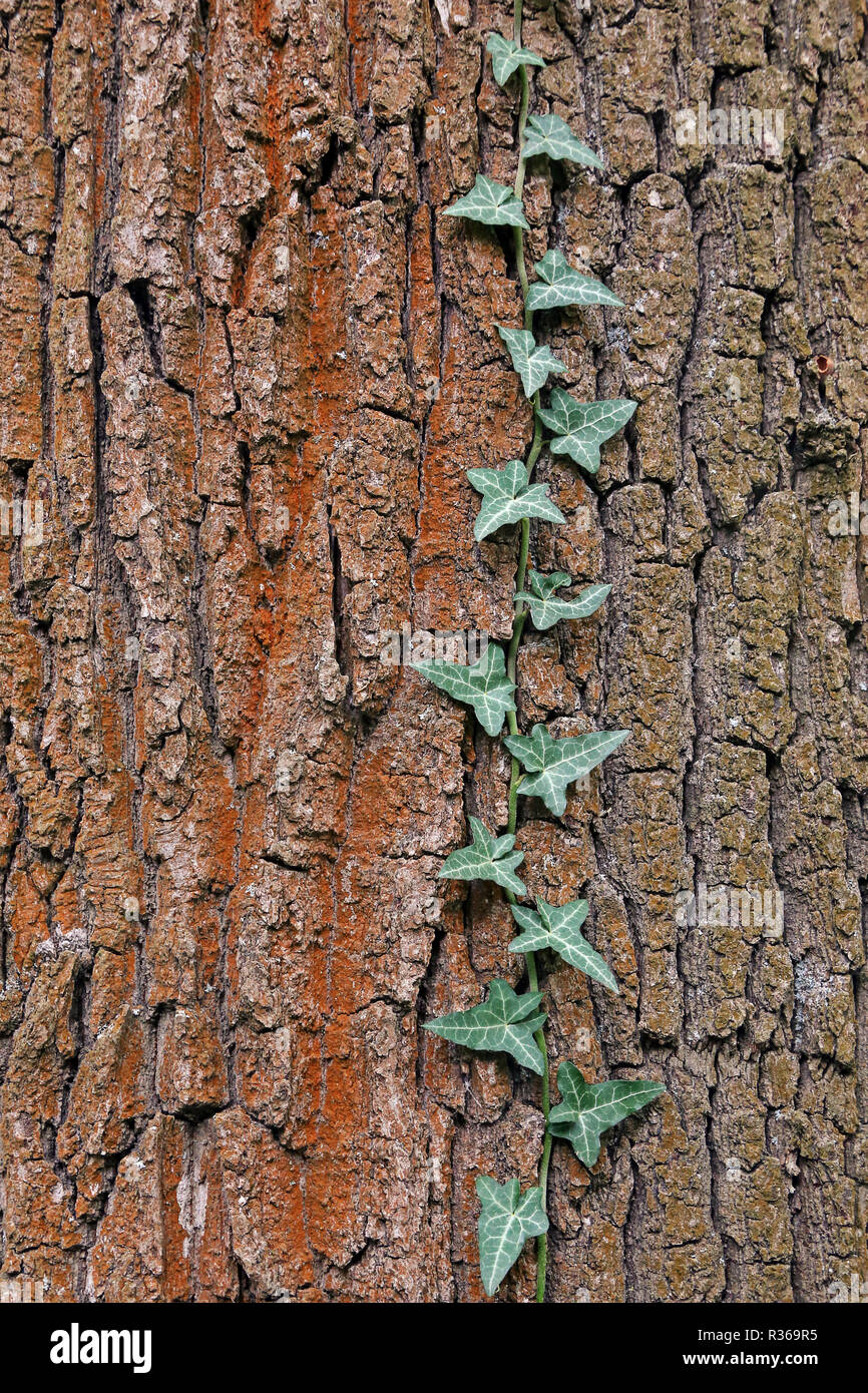 ivy tendril on the bark of the english oak Stock Photo