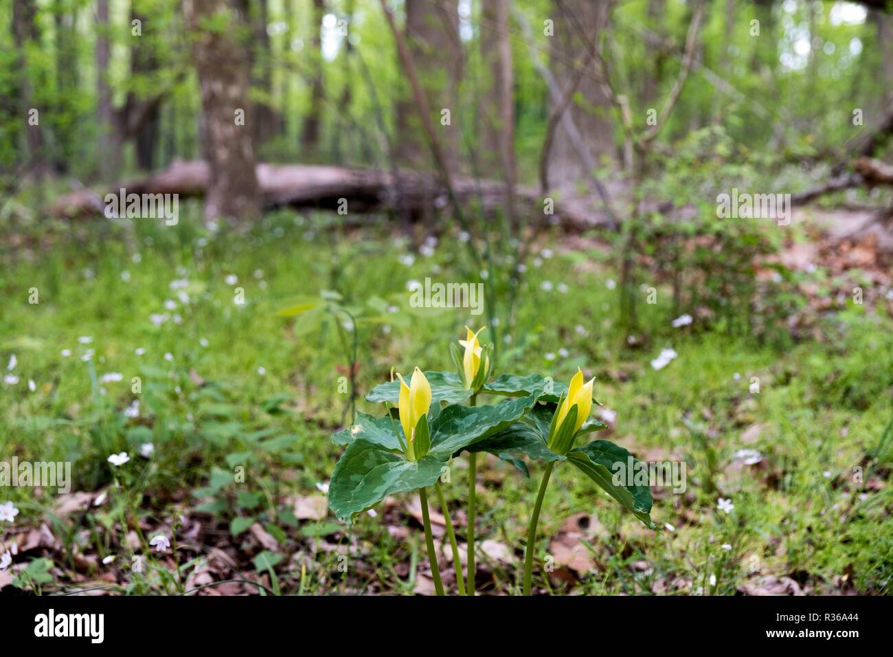 Trillium luteum or Yellow Trillium with native plants and flowers, Bowmans Hill Wildflower Preserve, New Hope, Bucks County, Pennsylvania, Stock Photo