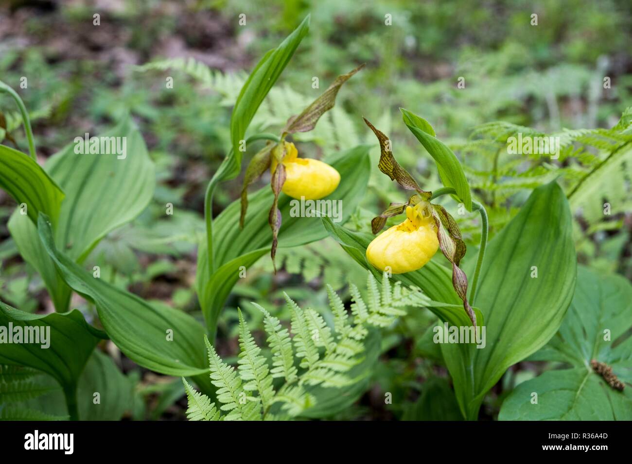 Yellow lady-slipper, Cypripedium parviflorum, in Bucks County with native plants, Bowmans Hill Wildflower Preserve, New Hope, Pennsylvania, Stock Photo
