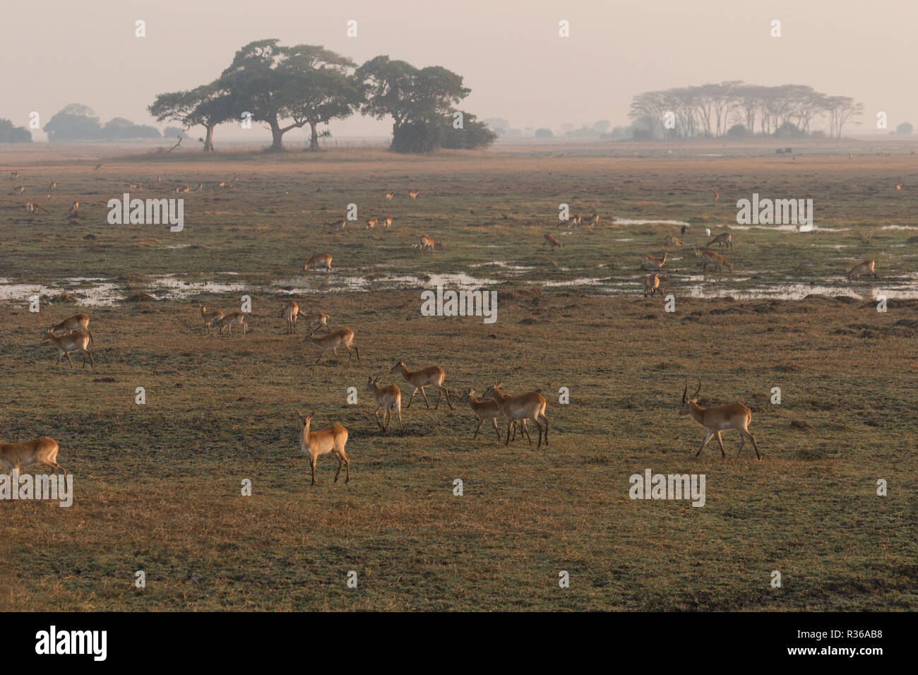 Busanga plains Kafue wildlife safari Zambia Africa Stock Photo