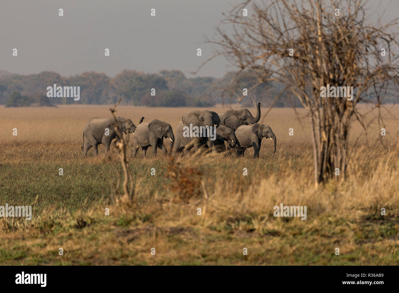 Elephants Busanga plains Kafue national park Zambia Africa Stock Photo