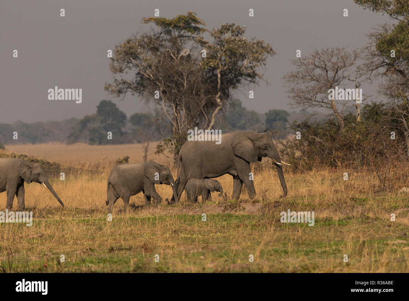 Elephants Busanga plains Kafue national park Zambia Africa Stock Photo