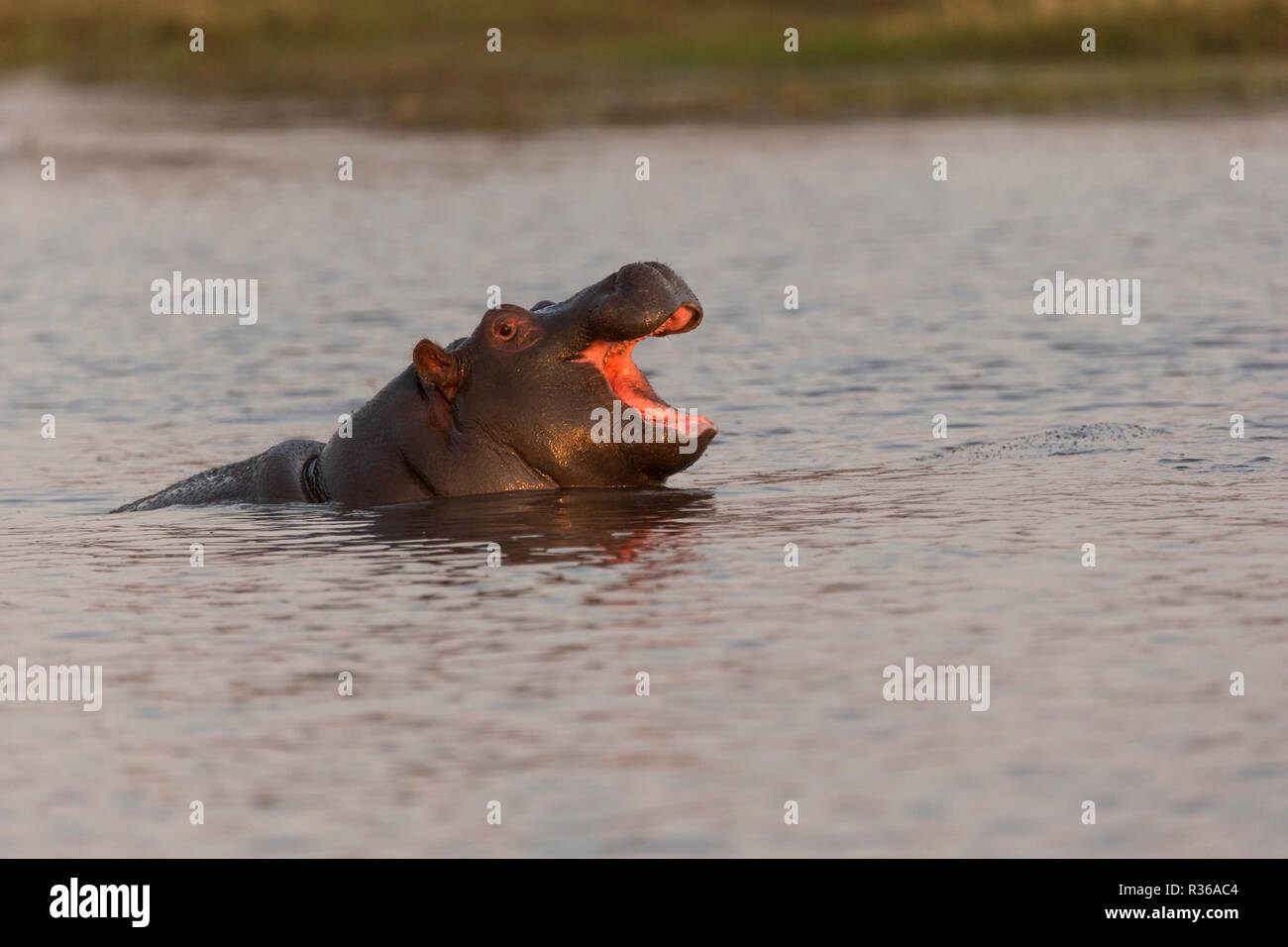 Hippopotamus Hippo Safari Busanga Plains Kafue National park Zambia Stock Photo