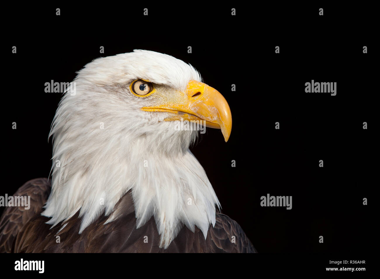 Eagle and collar hi-res stock photography and images - Alamy