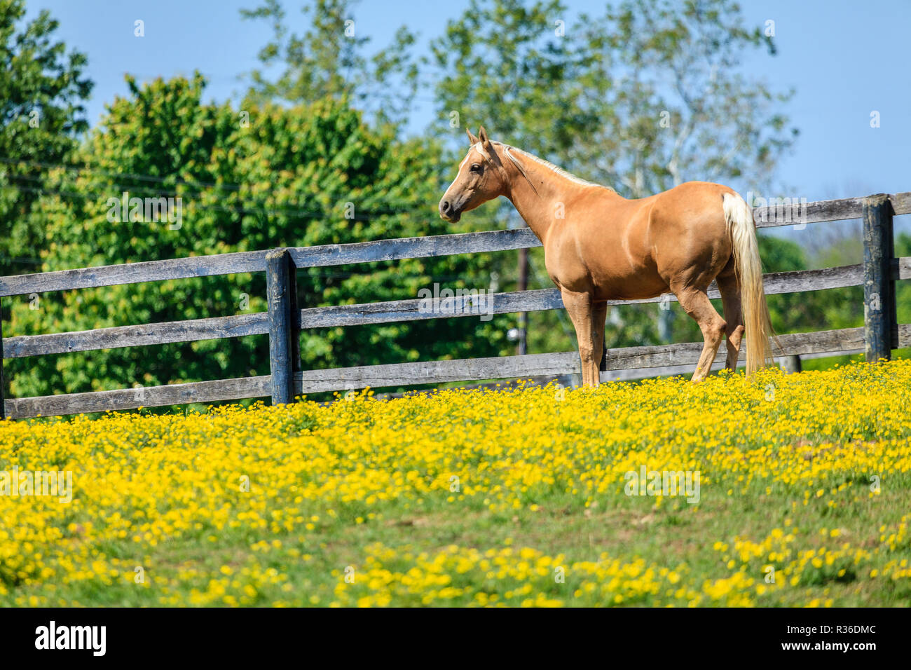 Beautiful palomino mare on a farm in Central Kentucky Stock Photo - Alamy