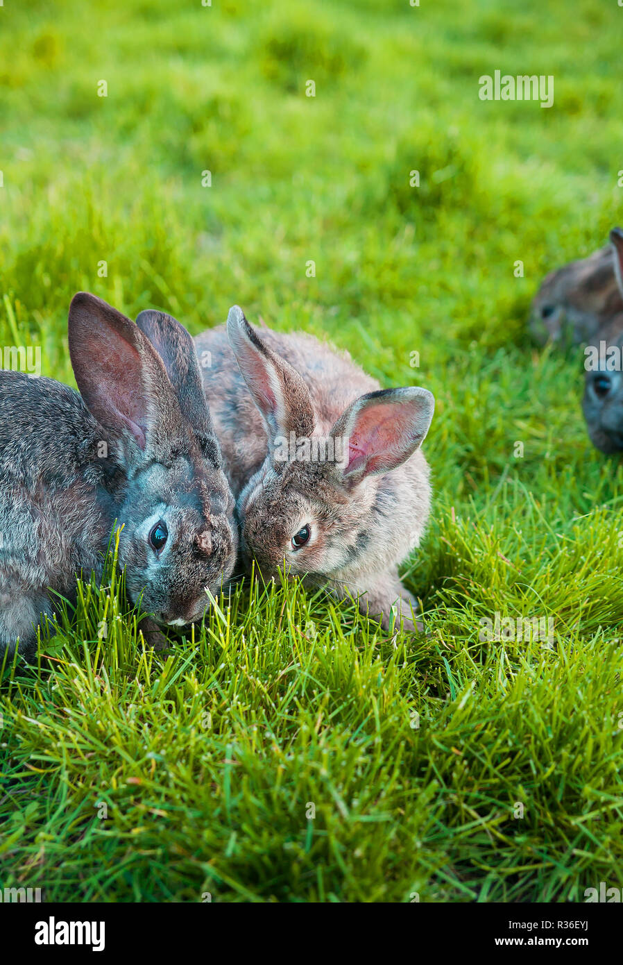 Veins in the ears hires stock photography and images Alamy