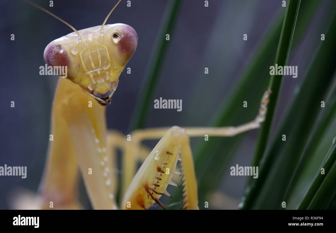 hierodula venosa mantis Stock Photo