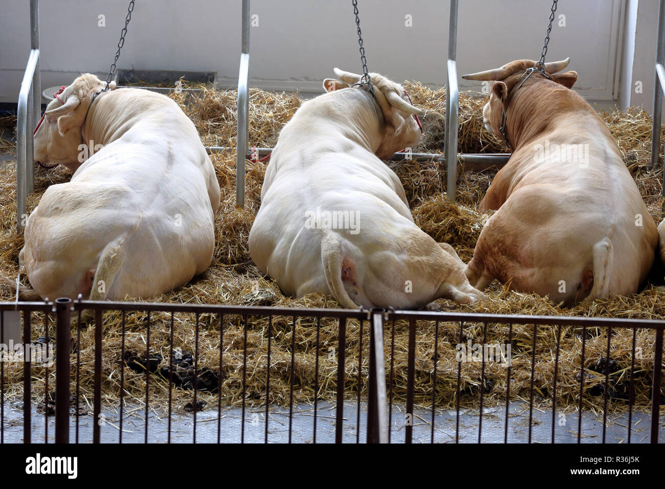 Bulls in the stable on farm Stock Photo