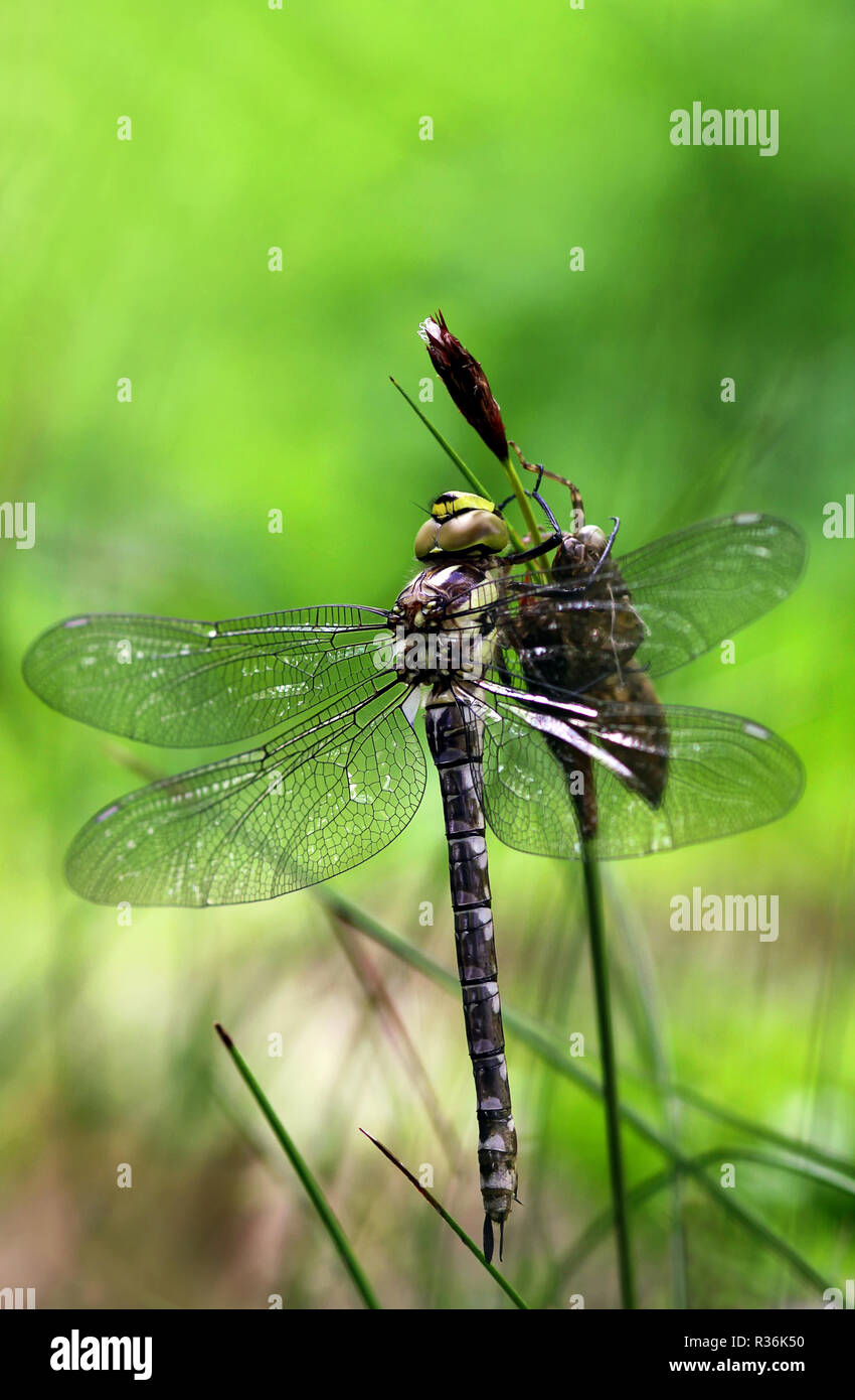 newly hatched hawker with exuvie Stock Photo