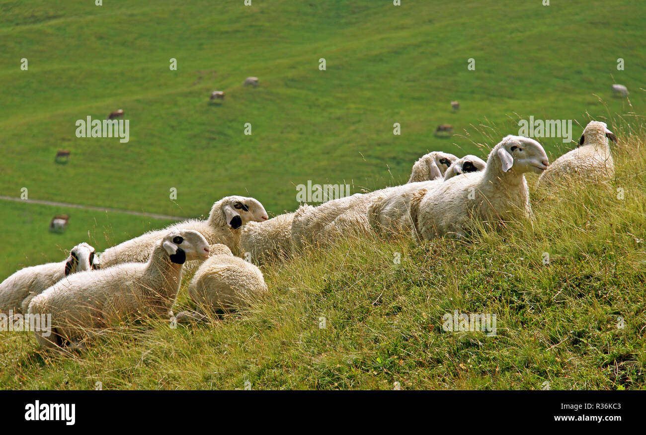 sheep on a hillside Stock Photo