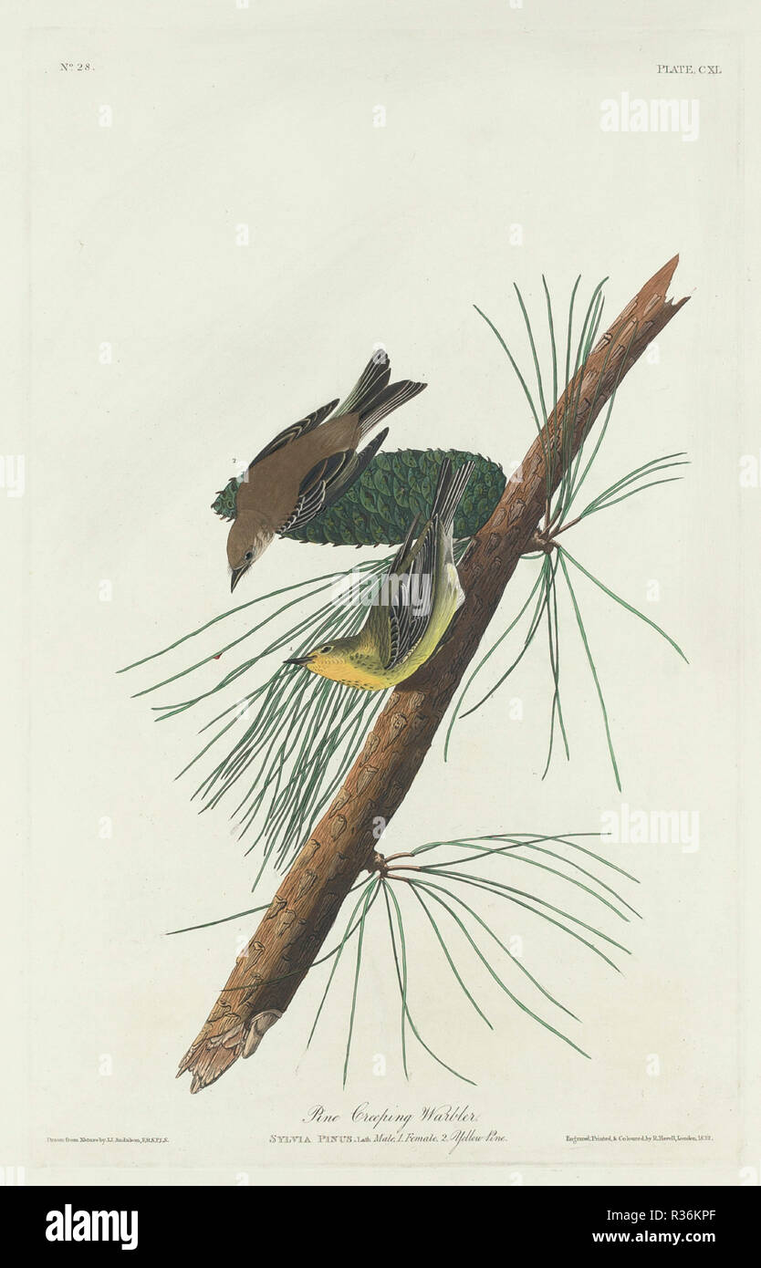 Pine Creeping Warbler. Dated: 1832. Medium: hand-colored etching and aquatint on Whatman paper. Museum: National Gallery of Art, Washington DC. Author: Robert Havell after John James Audubon. Stock Photo