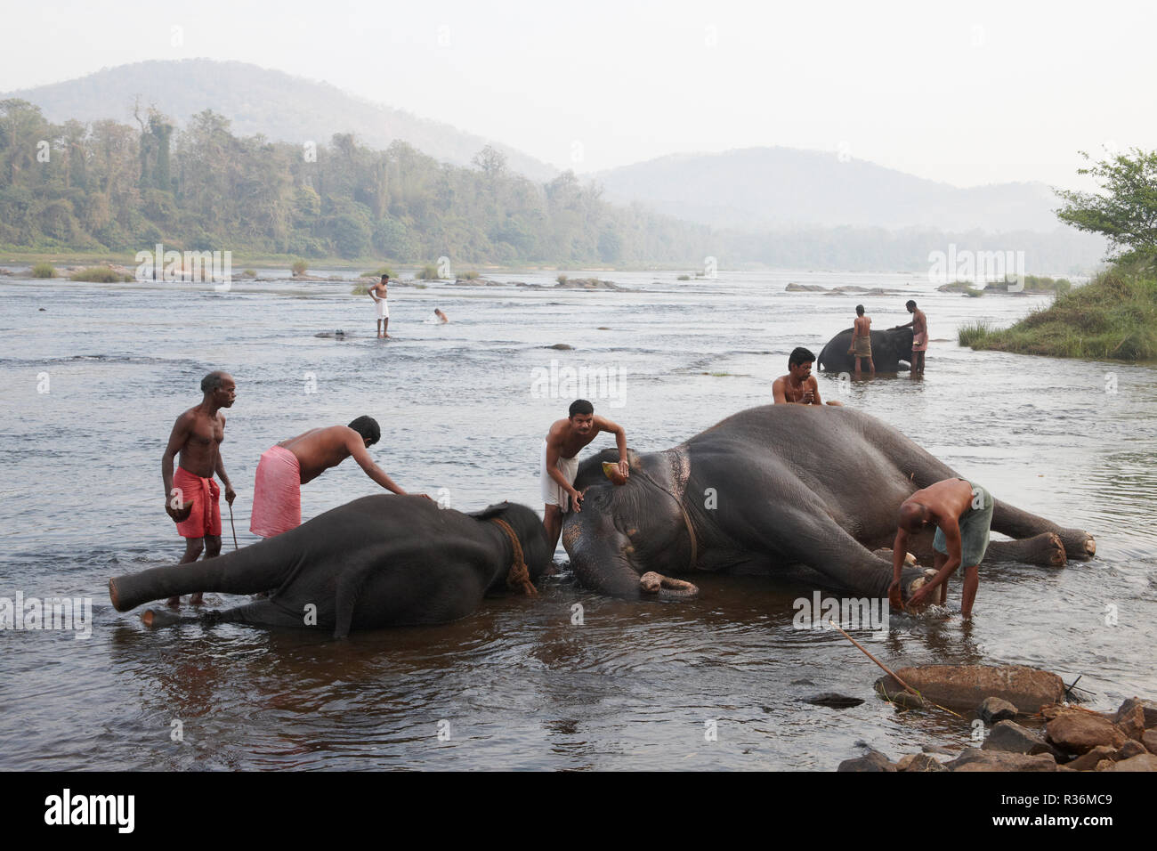 Indian elephants river india hi-res stock photography and images - Alamy