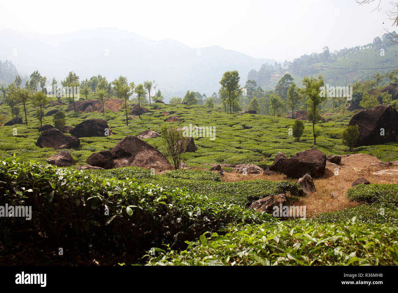 Tea Plantation in Kerala, India Stock Photo Alamy