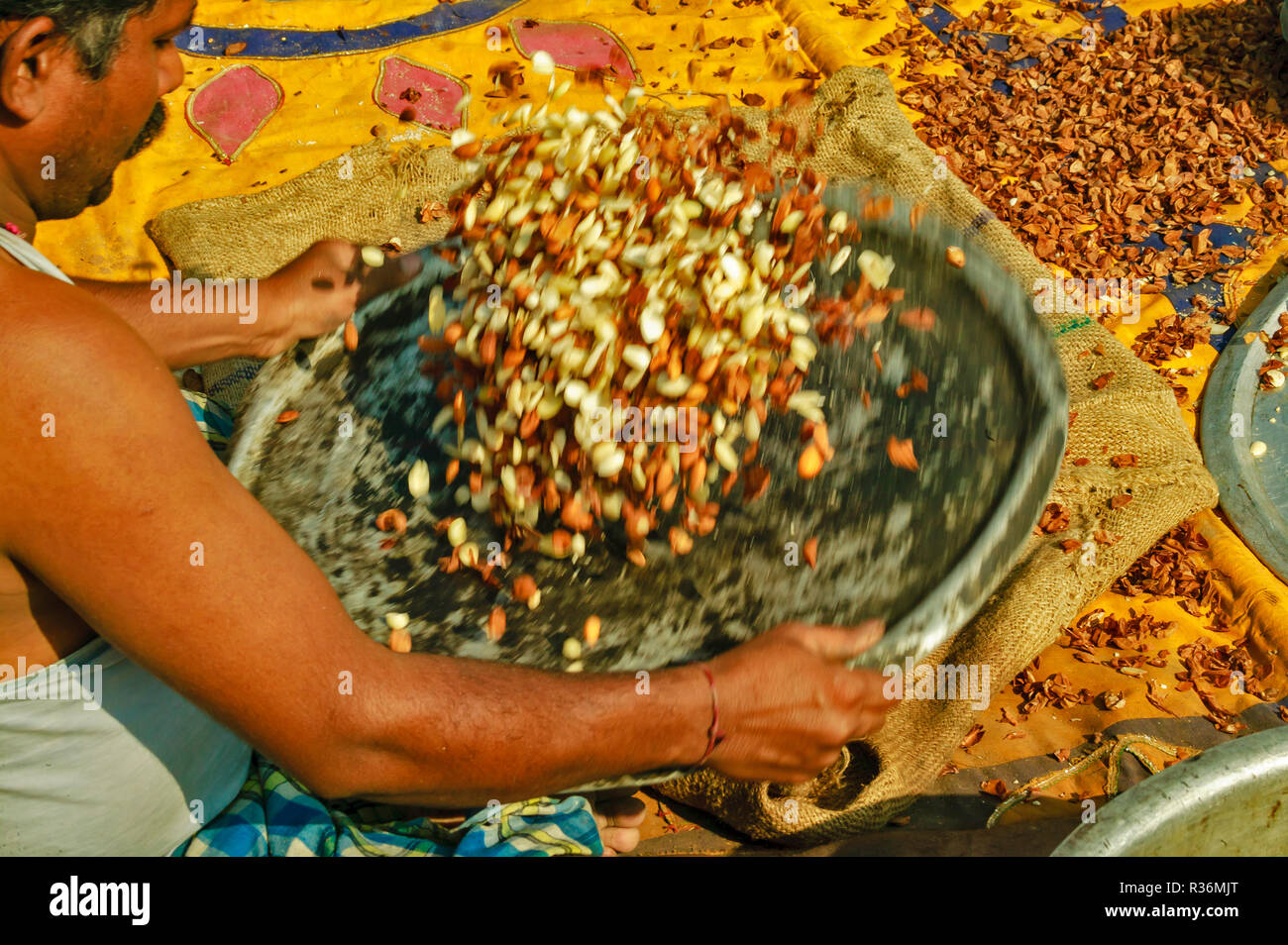 RAJASTHAN INDIA SHAKING ALMONDS AND NUTS FROM THEIR HUSKS IN