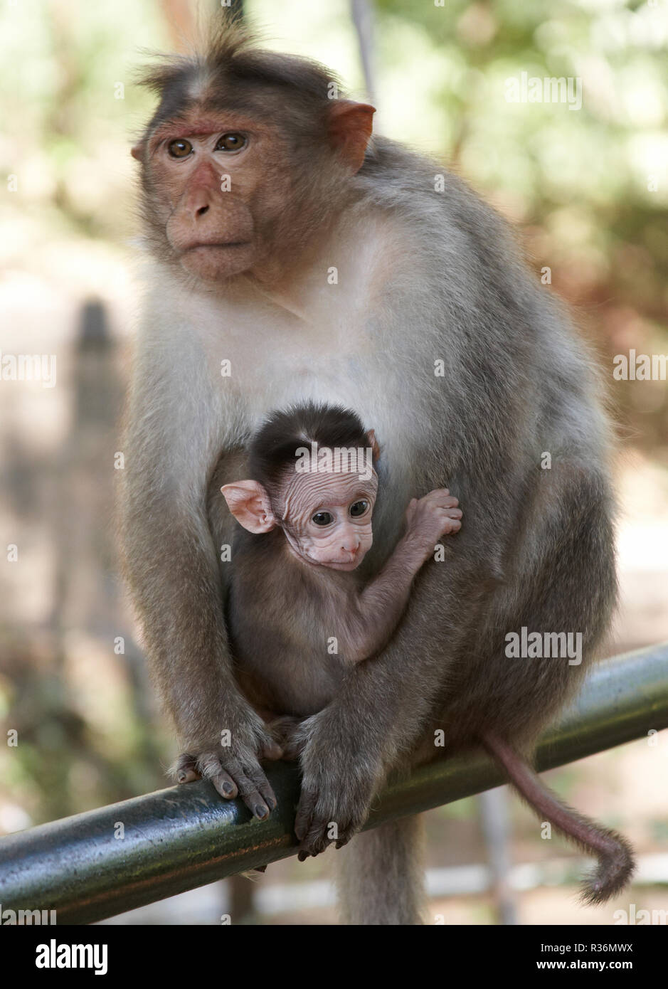 Bonnet Macaque Monkey With Baby Stock Photo