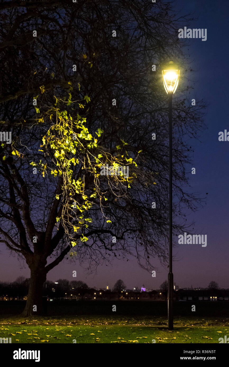 Street light at night lighting the last of the Autumn leaves on a tree at the edge of a city park, Nottingham, England, UK Stock Photo