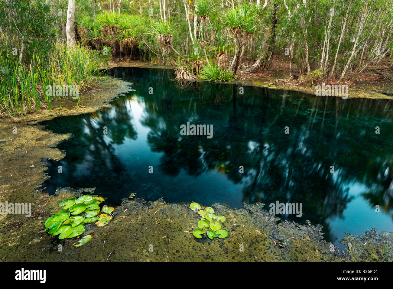 Deep blue thermal mineral water of Bitter Springs at Mataranka. Stock Photo