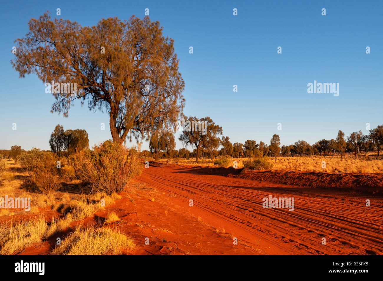 Red desert track with Desert Oaks in Central Australia. Stock Photo
