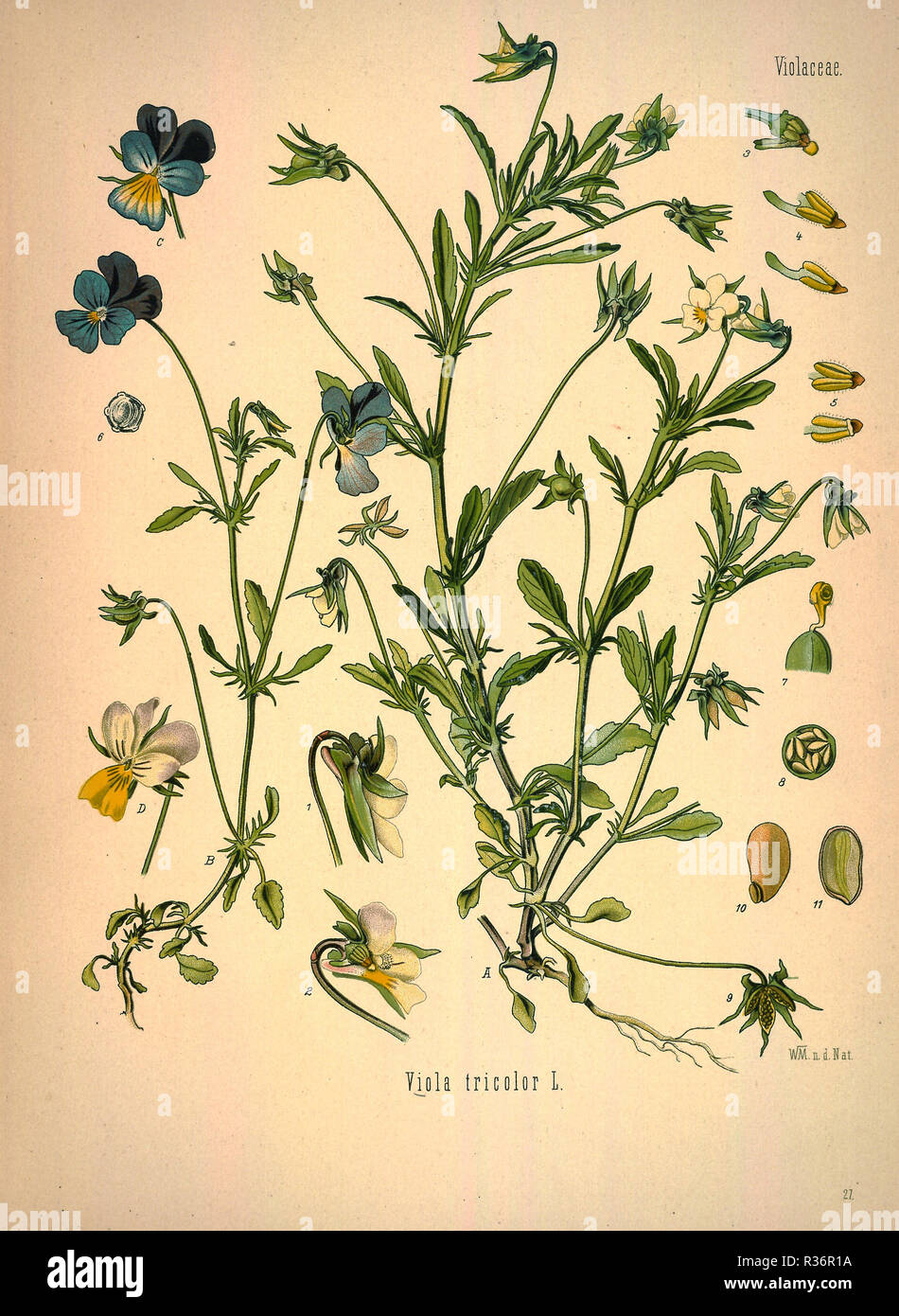 Beautiful Vintage Hand Drawn Illustrations Of Plants And Flowers From Old Book Can Be Used As Poster Or Decorative Element For Interior Design Stock Photo Alamy