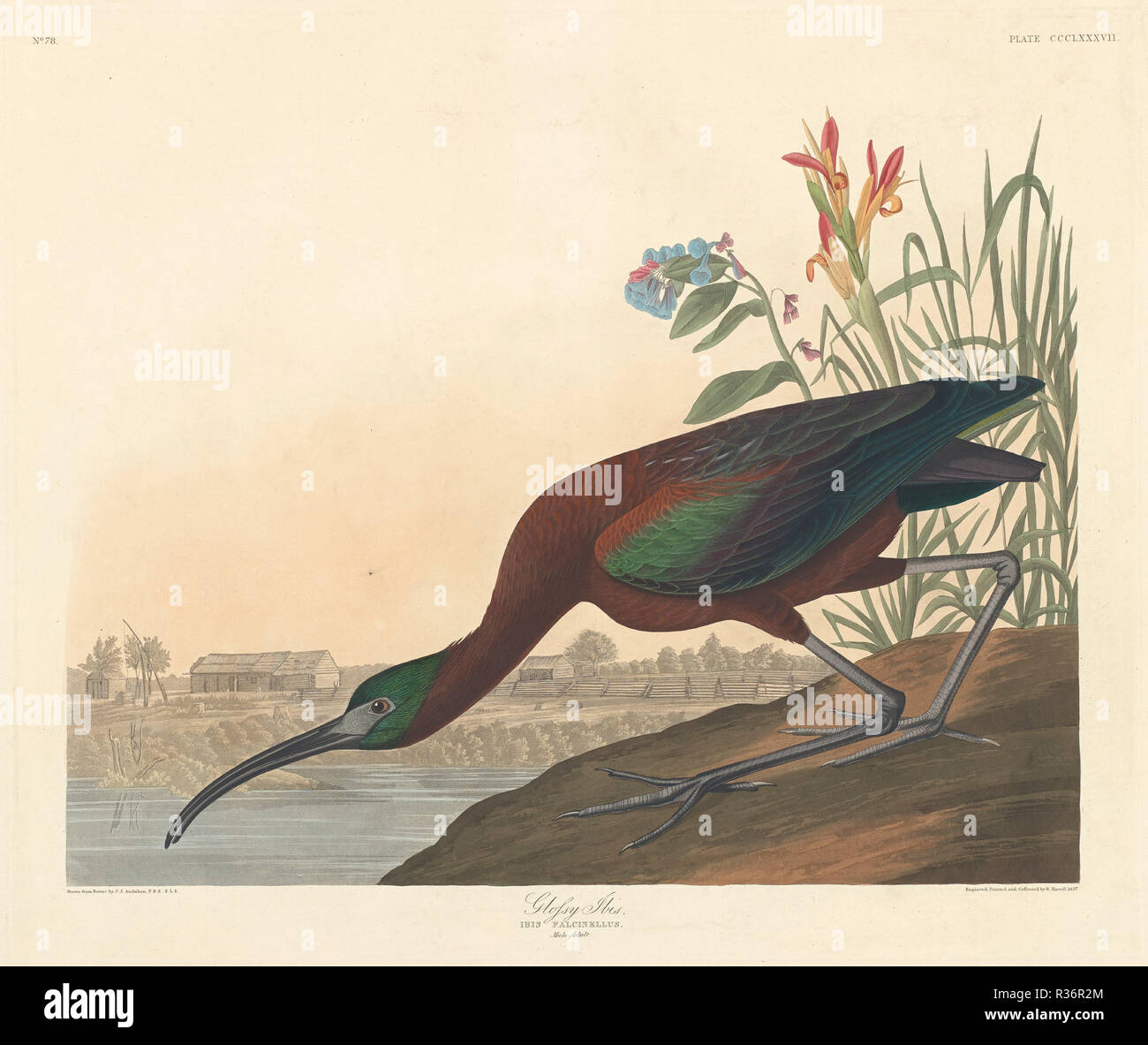 Glossy Ibis. Dated: 1837. Medium: hand-colored etching and aquatint on Whatman paper. Museum: National Gallery of Art, Washington DC. Author: Robert Havell after John James Audubon. John James Audubon. ROBERT HAVELL DER JÜNGERE. AUDUBON, JOHN JAMES. Stock Photo