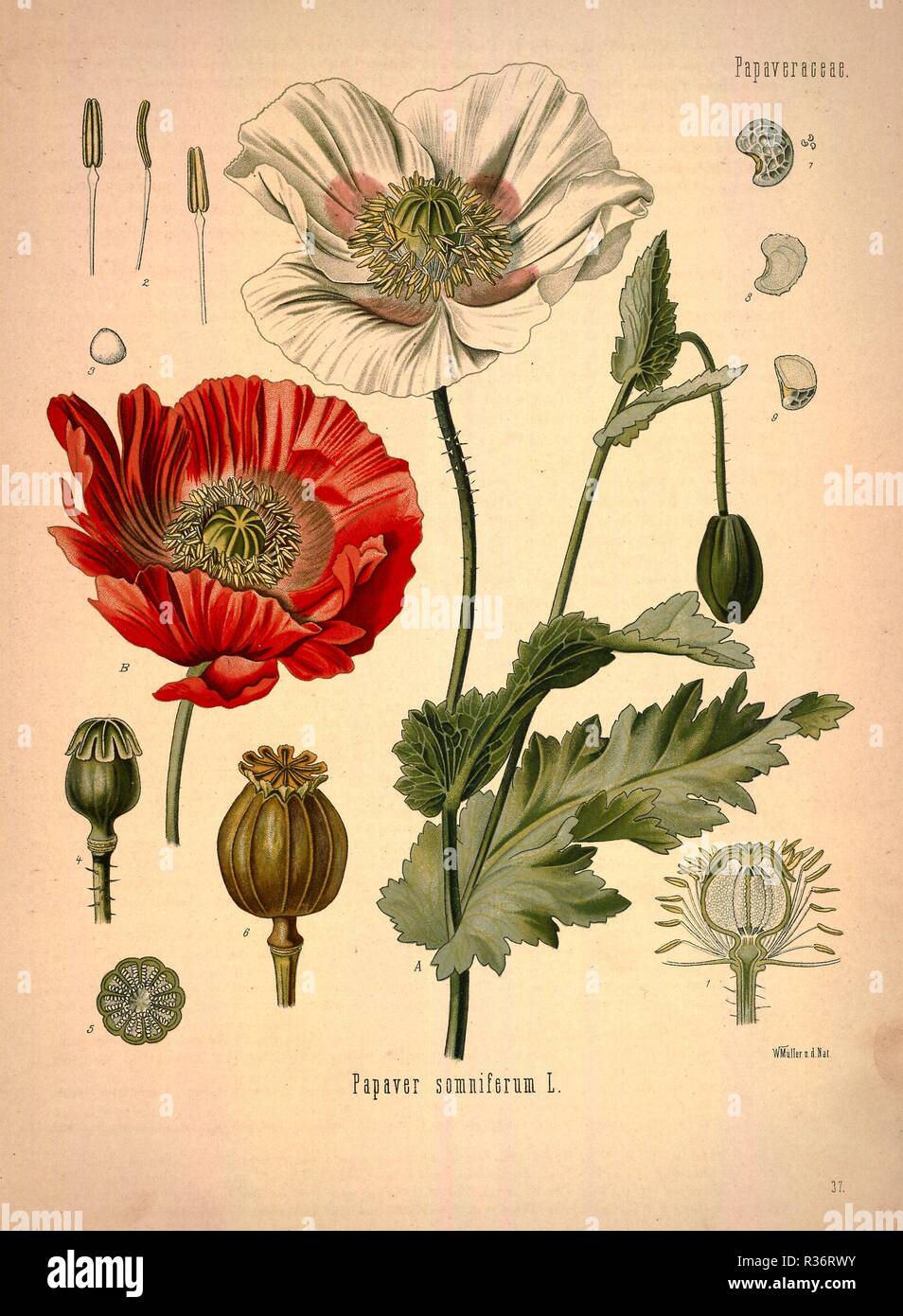 vintage flower illustration book