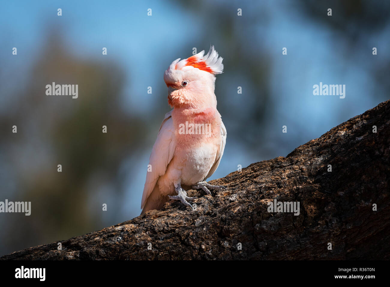 A rare Pink Cockatoo (major Mitchell Cockatoo) sitting in a Desert Oak. Stock Photo