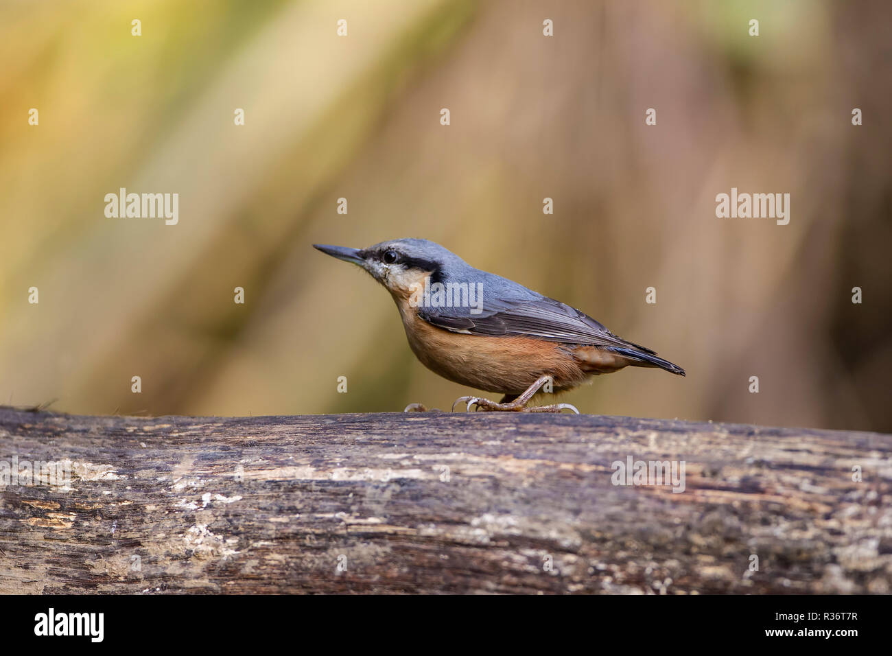 Nuthatch Sitta europaea in profile perching on a wooden log and showing its long slender bill and colourful plumage Stock Photo