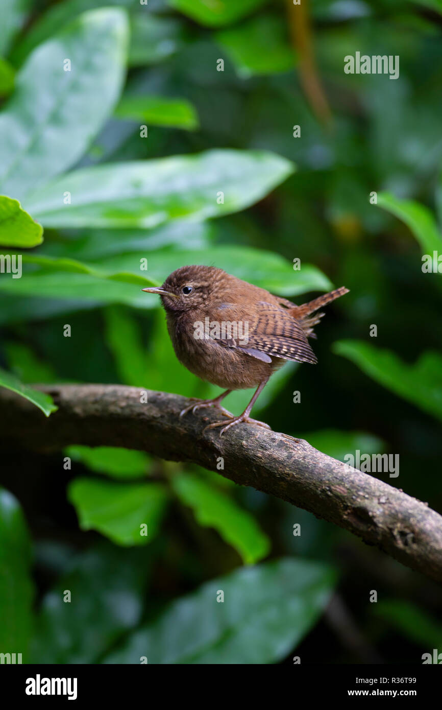 Wren Troglodytes troglodytes one of our smallest British birds perched in profile on the branch of a bush Stock Photo