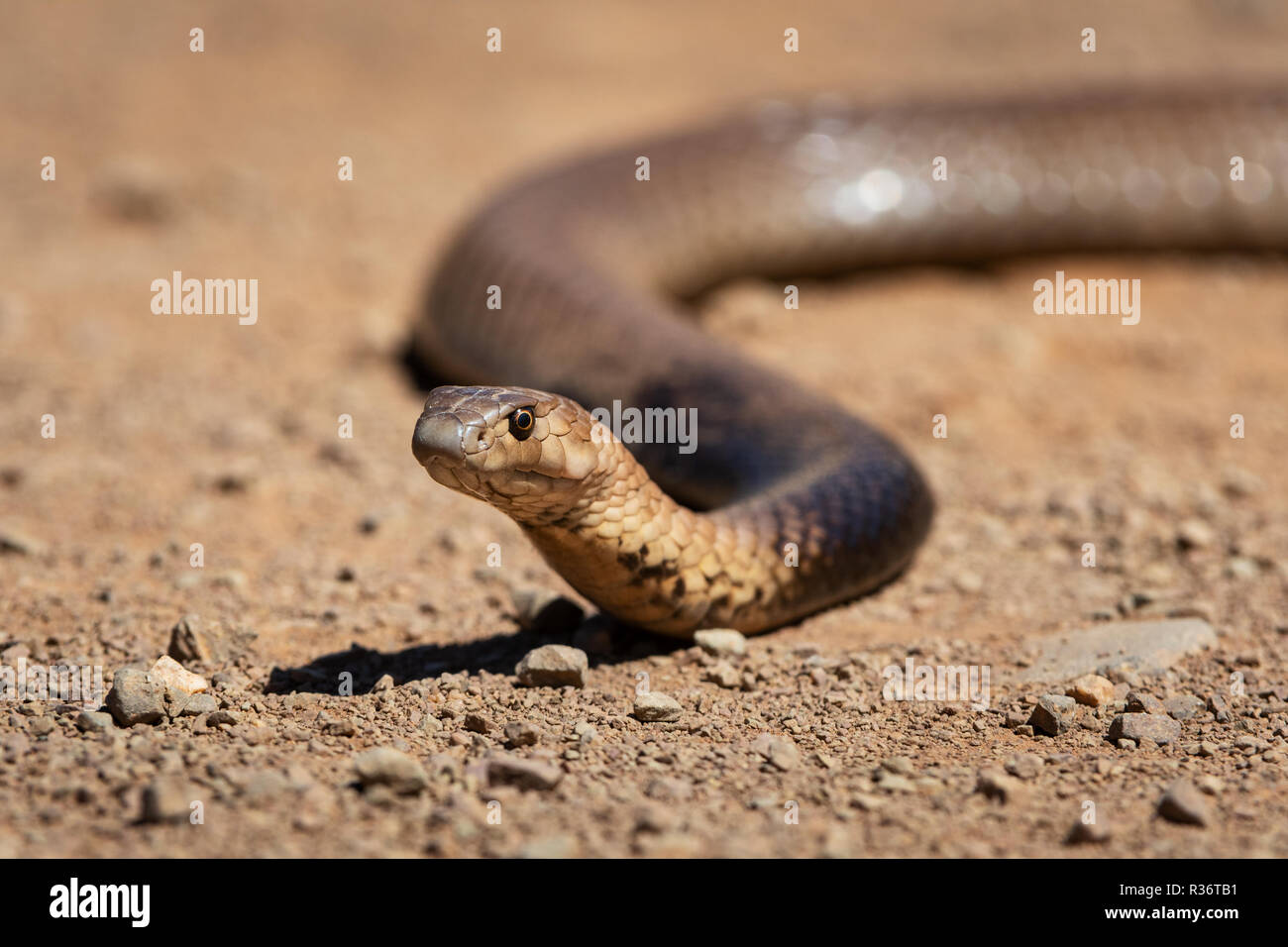 A venomous Strap-snouted Brown Snake raising its head. Stock Photo