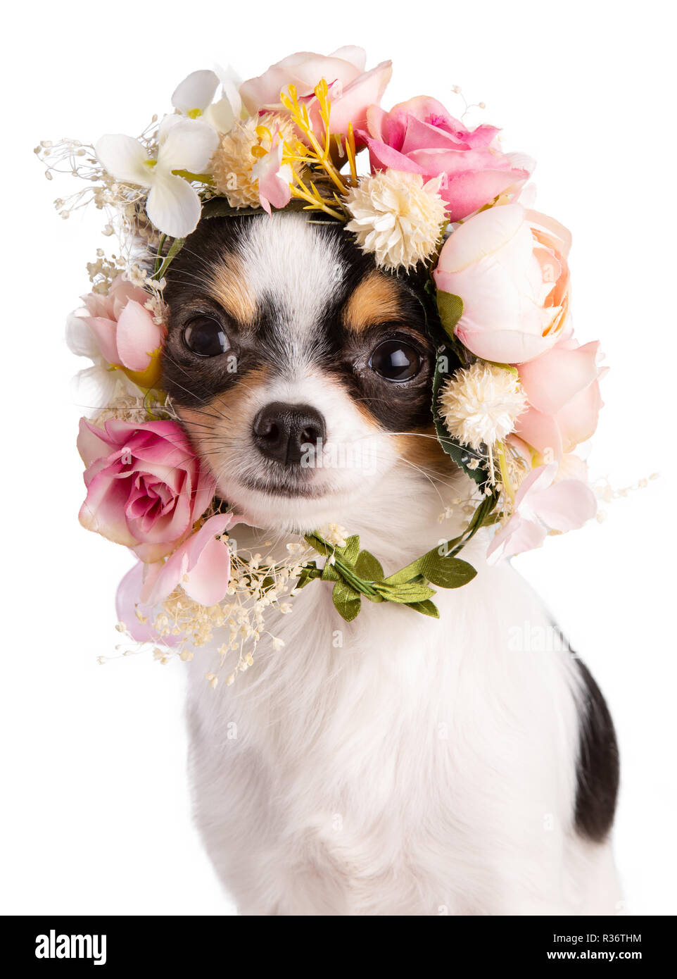 Young Chihuahua with a wreath of white and pink flowers on a white background Stock Photo
