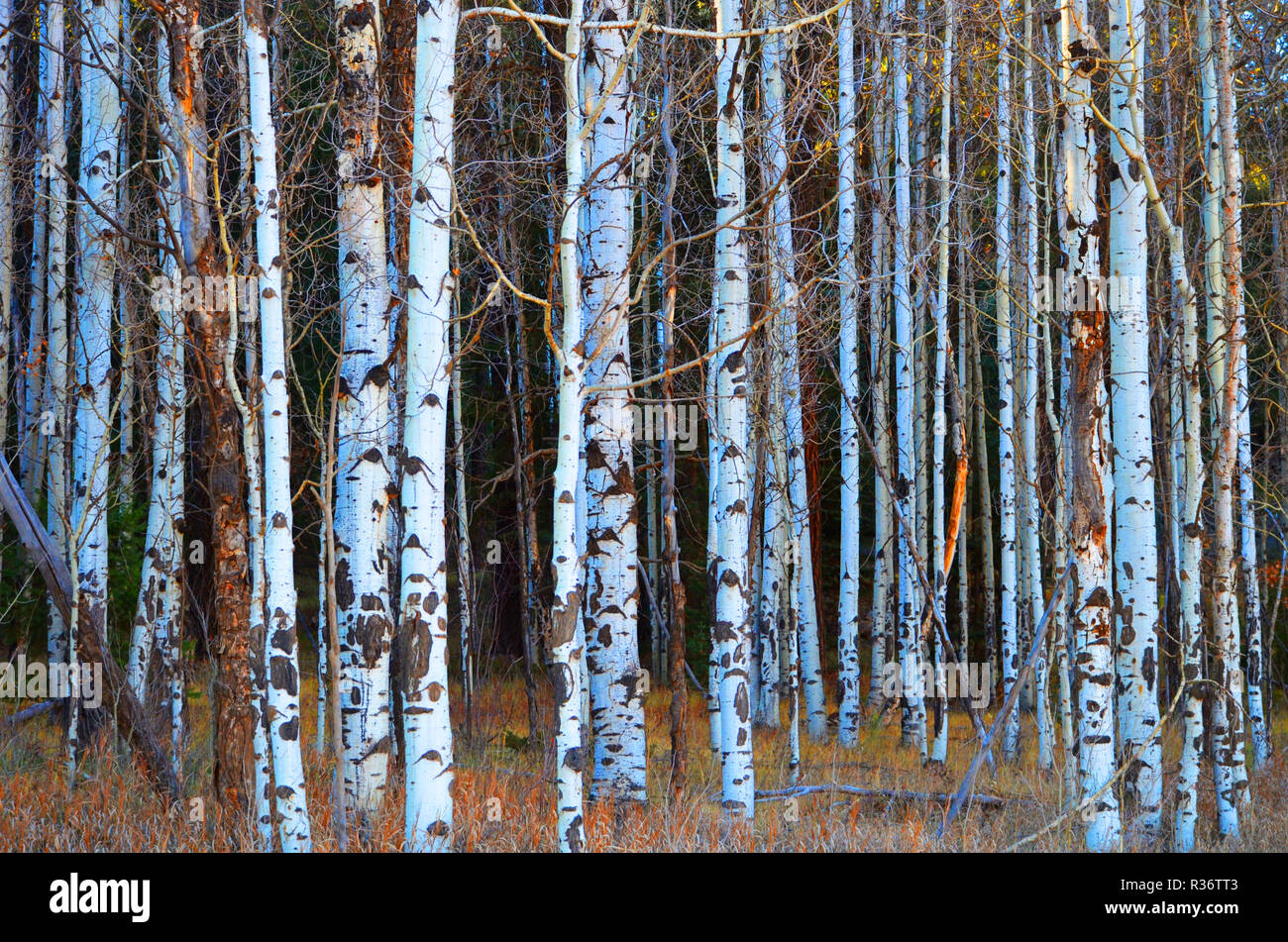 Aspen forest in Durango, CO, USA Stock Photo