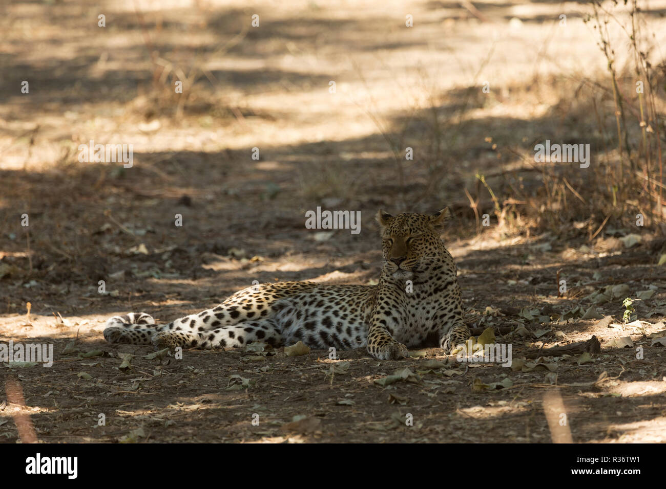 leopard Safari South Luangwa national park Zambia Africa Stock Photo ...