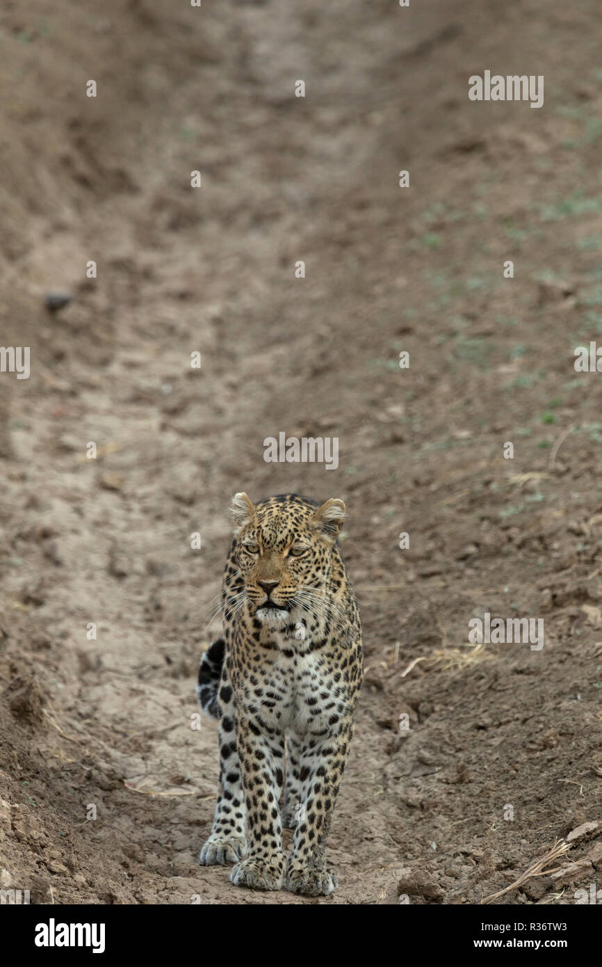 leopard Safari South Luangwa national park Zambia Africa Stock Photo