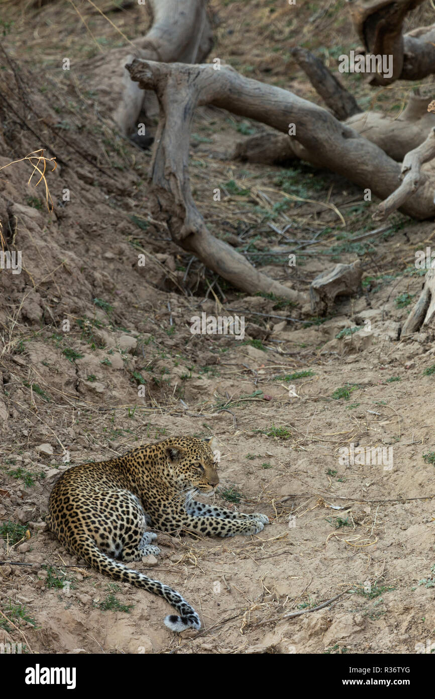 leopard Safari South Luangwa national park Zambia Africa Stock ...