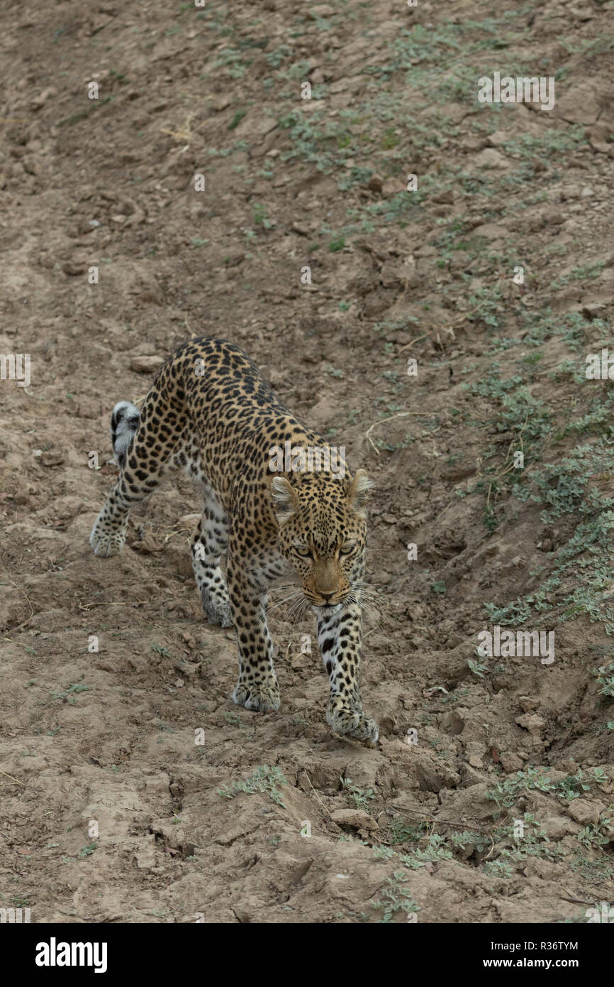 leopard Safari South Luangwa national park Zambia Africa Stock Photo