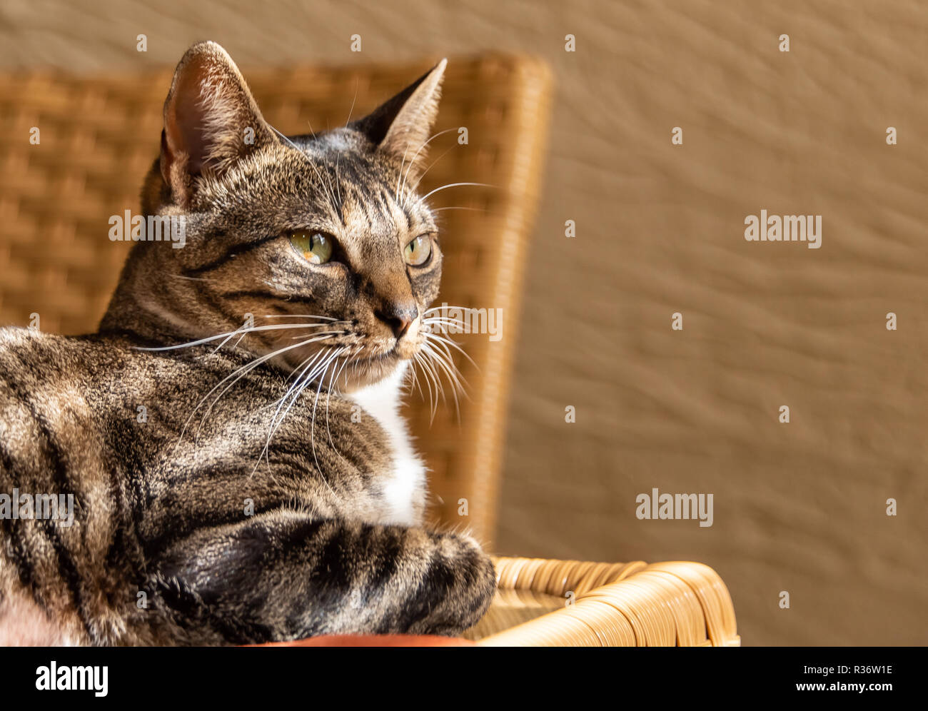 Sun rays on cat relaxing Stock Photo