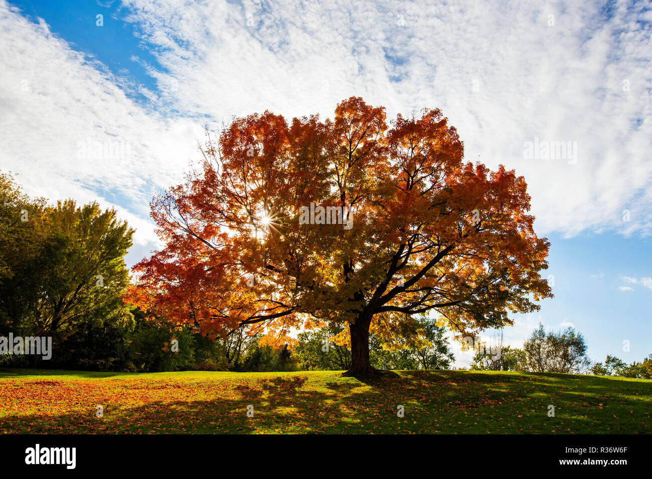 Sugar maple vermont tree hires stock photography and images Alamy