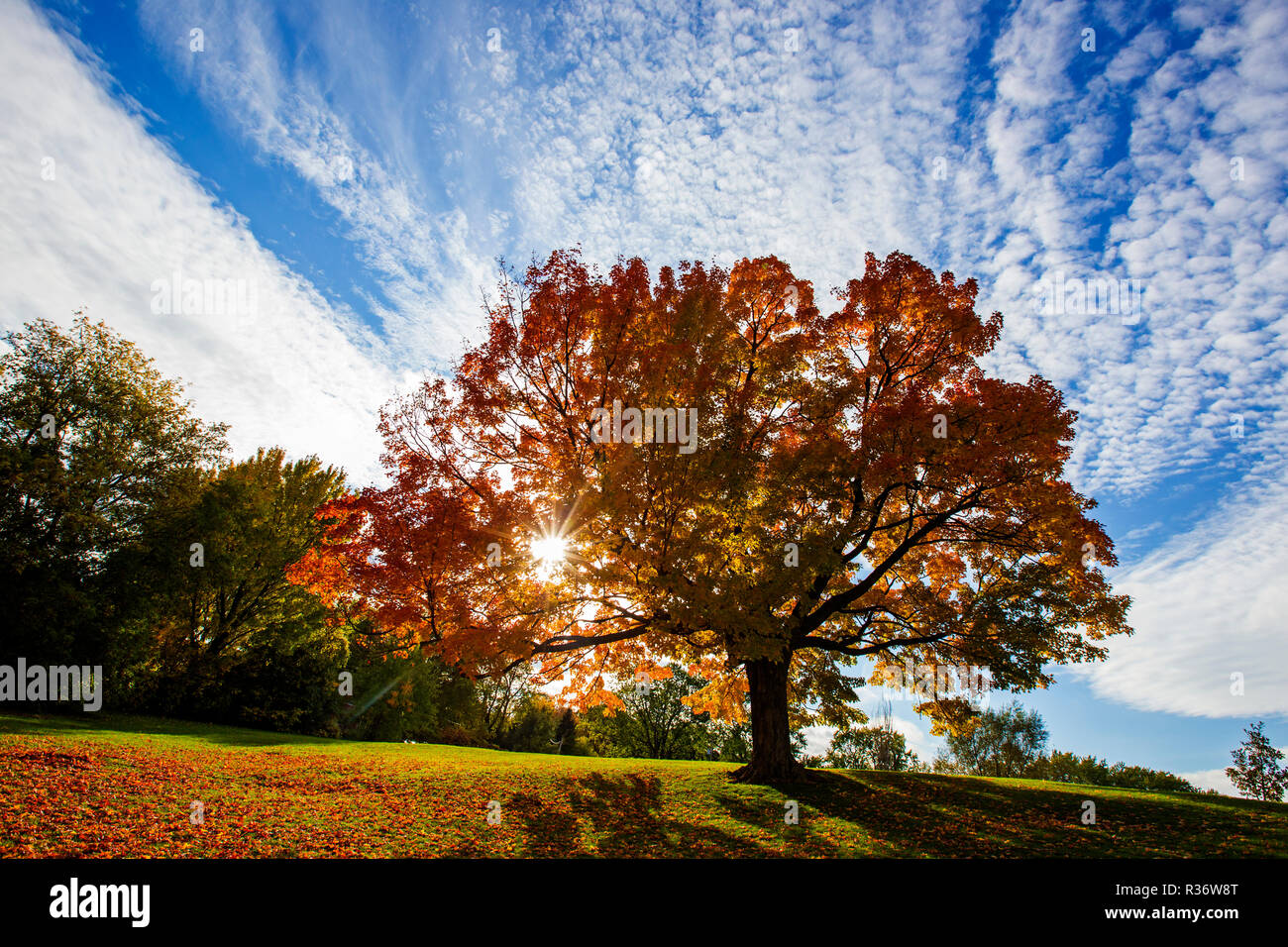 sugar maple tree fall Stock Photo Alamy