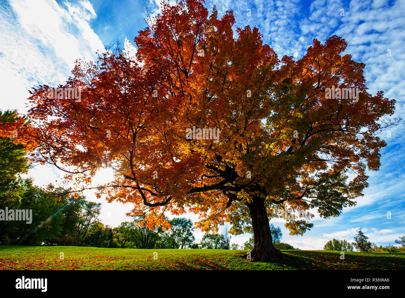 sugar maple tree fall Stock Photo Alamy