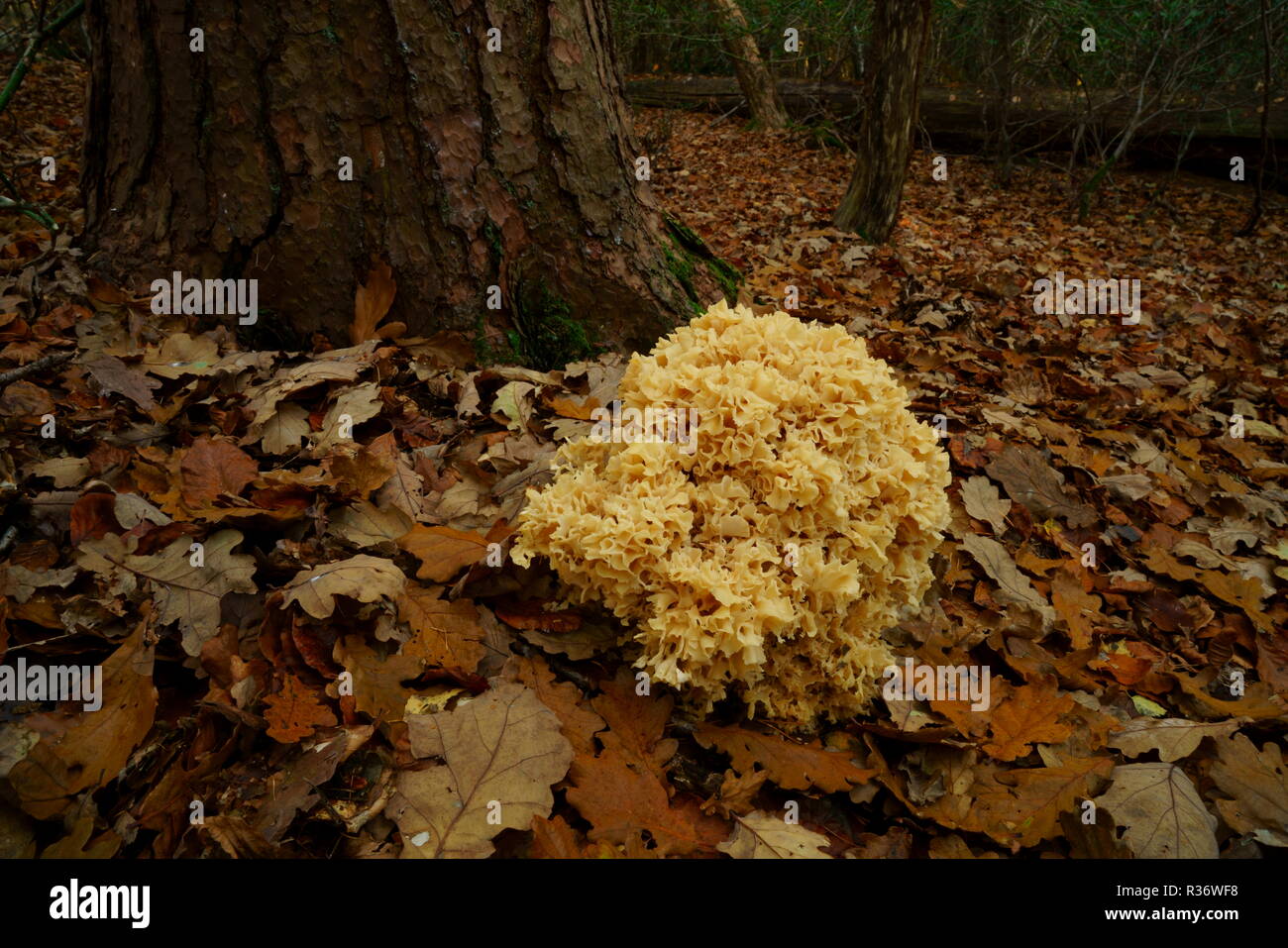 Wood Cauliflower fungi growing next to a pine tree Stock Photo - Alamy