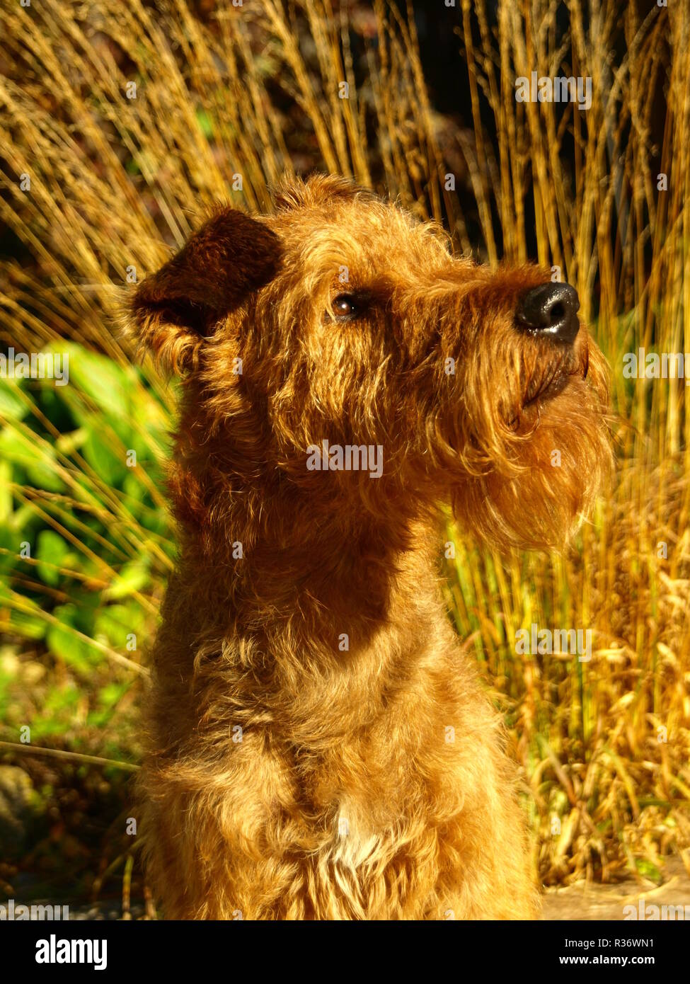 irish terrier giacomo from the lion's den Stock Photo